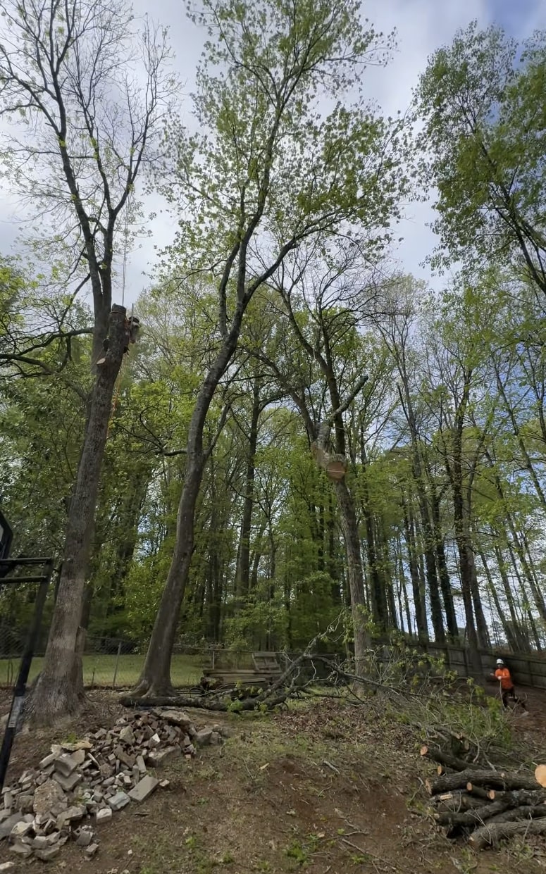 Tree removal project showing cleared forest area with professional cleanup