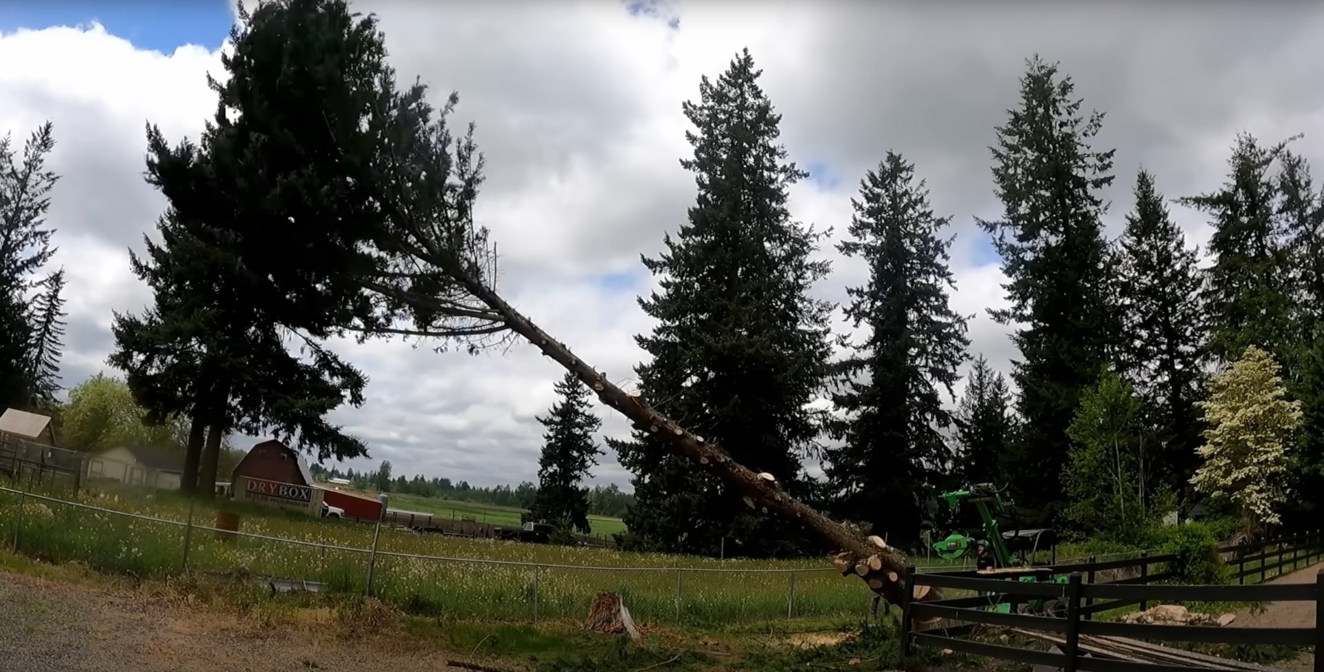 Comparison of healthy versus unhealthy tree conditions