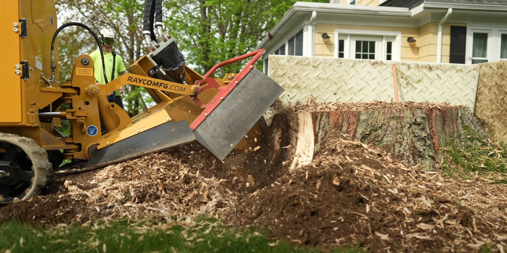 Professional tree trimming and pruning demonstration
