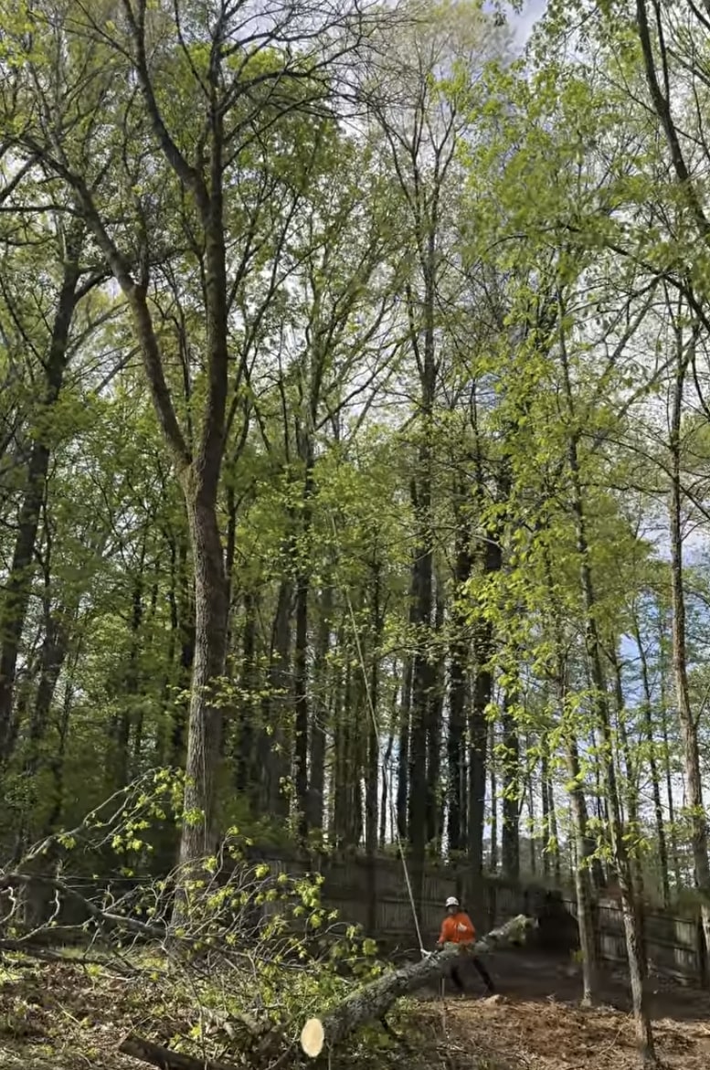 Tree service crew working in dense forest area