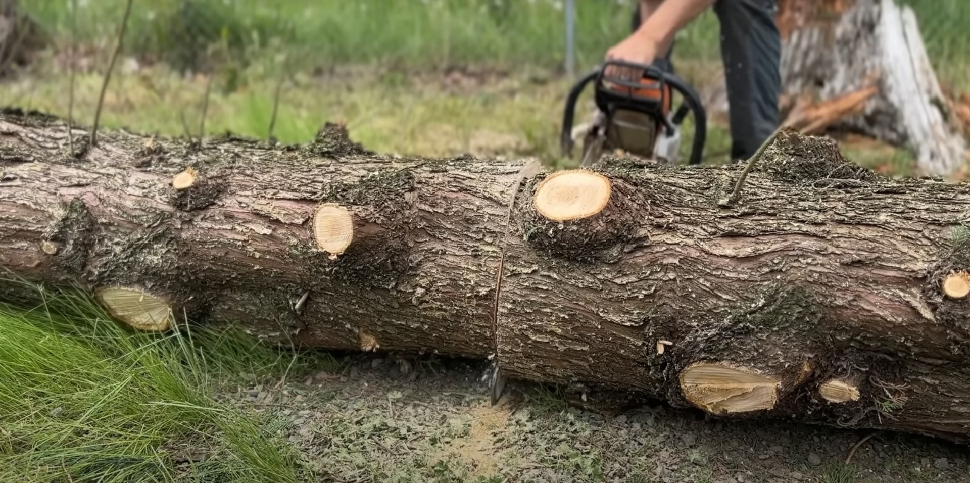 Tree service team demonstrating professional work process