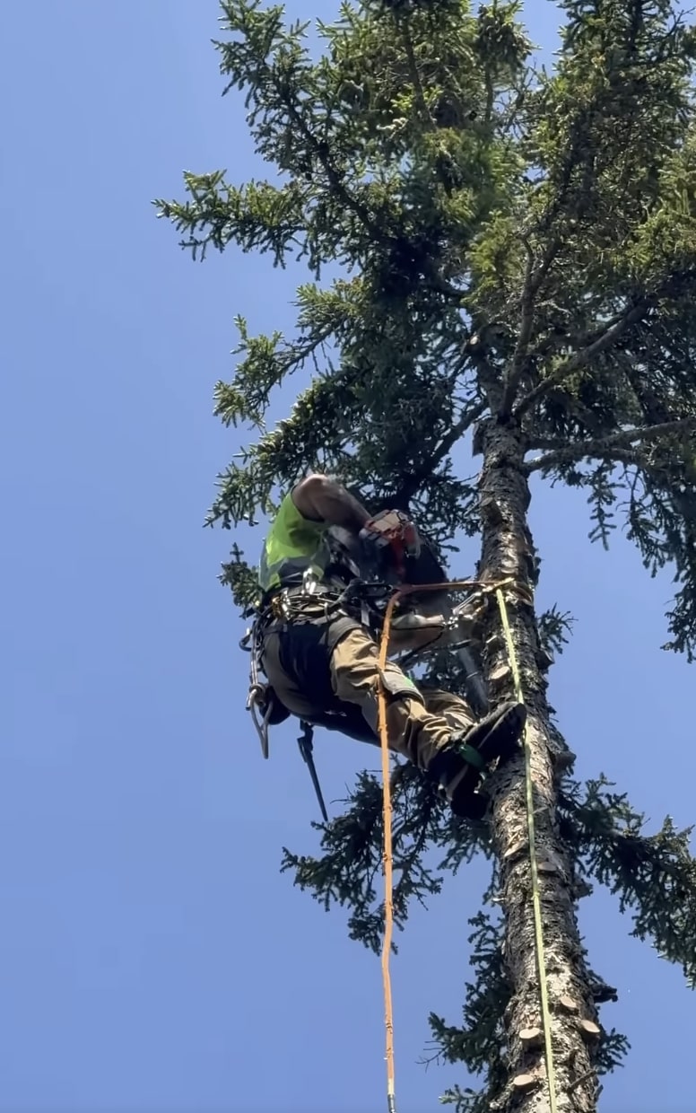 Professional arborist safely trimming tree branches at height
