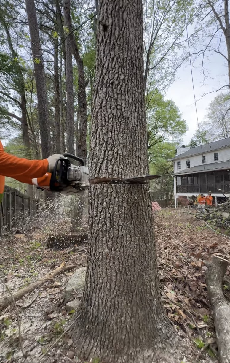 Professional chainsaw cutting through large tree trunk