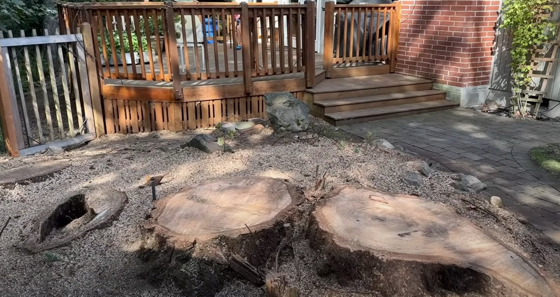 Large tree stumps after professional removal service