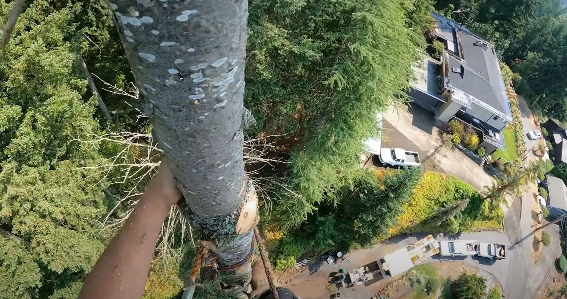 Aerial view of tree removal project near residential property