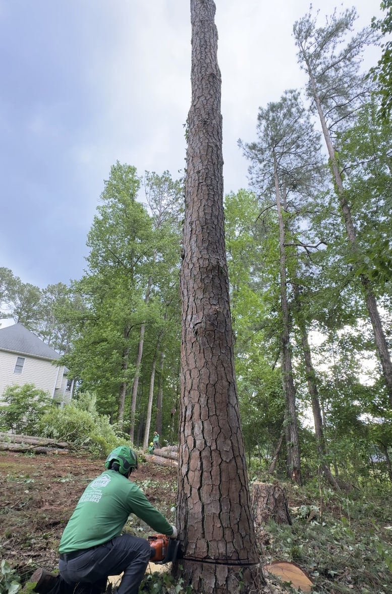 Professional tree removal service in progress